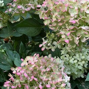 Limelight hydrangea starter perennial plants